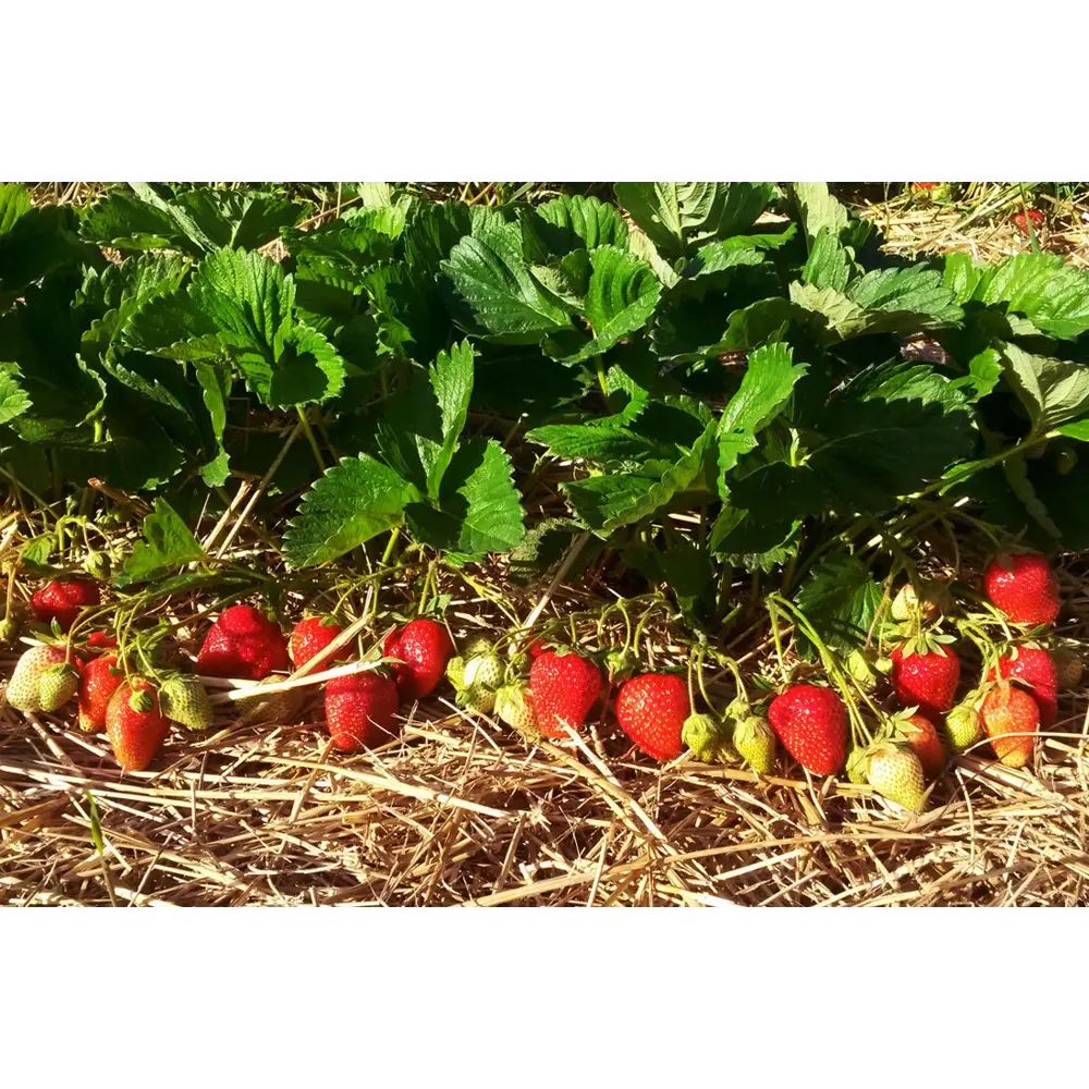 Земляника садовая Роксана ø9 h20 см PLANTMARKET STLM-2032460