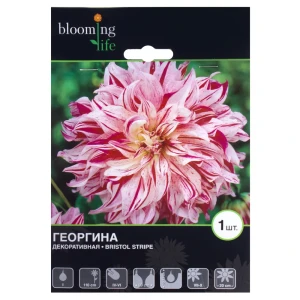 Георгина декоративная Бристол Страйп (I) 12615387 STLM-2172461