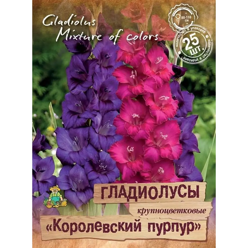 Гладиолусы крупноцветковый Королевский пурпурный, 25 шт ПОИСК STLM-2089008