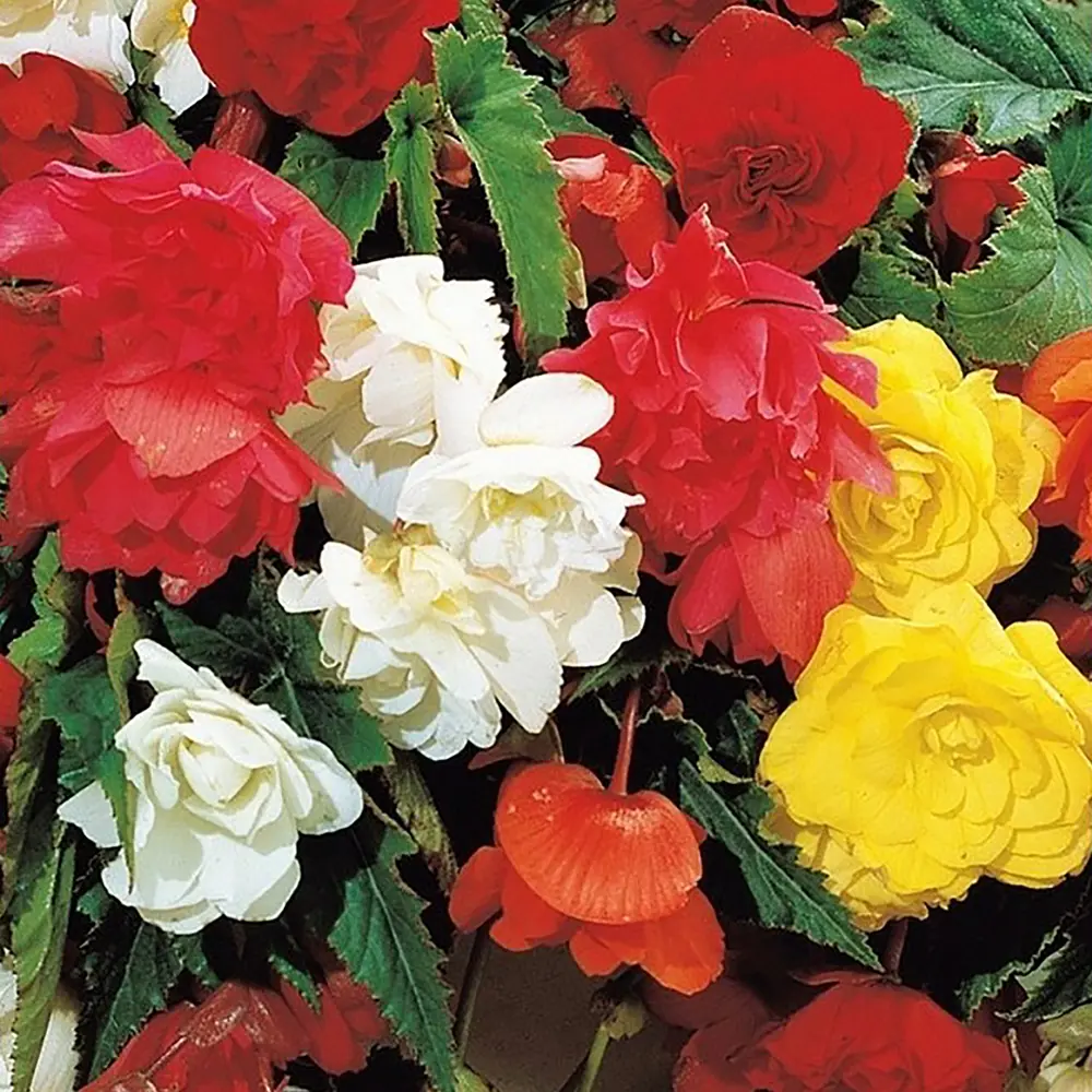 Бегония микс 9х25 см 13798920 STLM-2057768 Santreyd 