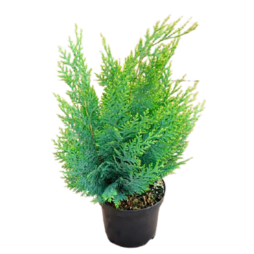 Кипарисовик Лавсона Уайт Спот ø22 h70 см PLANTMARKET STLM-2018023
