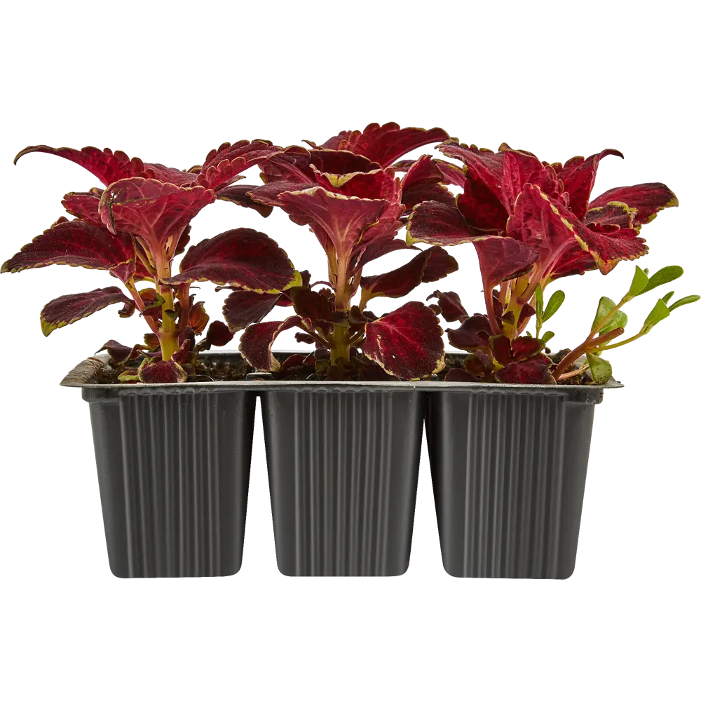 Колеус в кассетах, 6 шт Santreyd STLM-2099467 - Вид №1