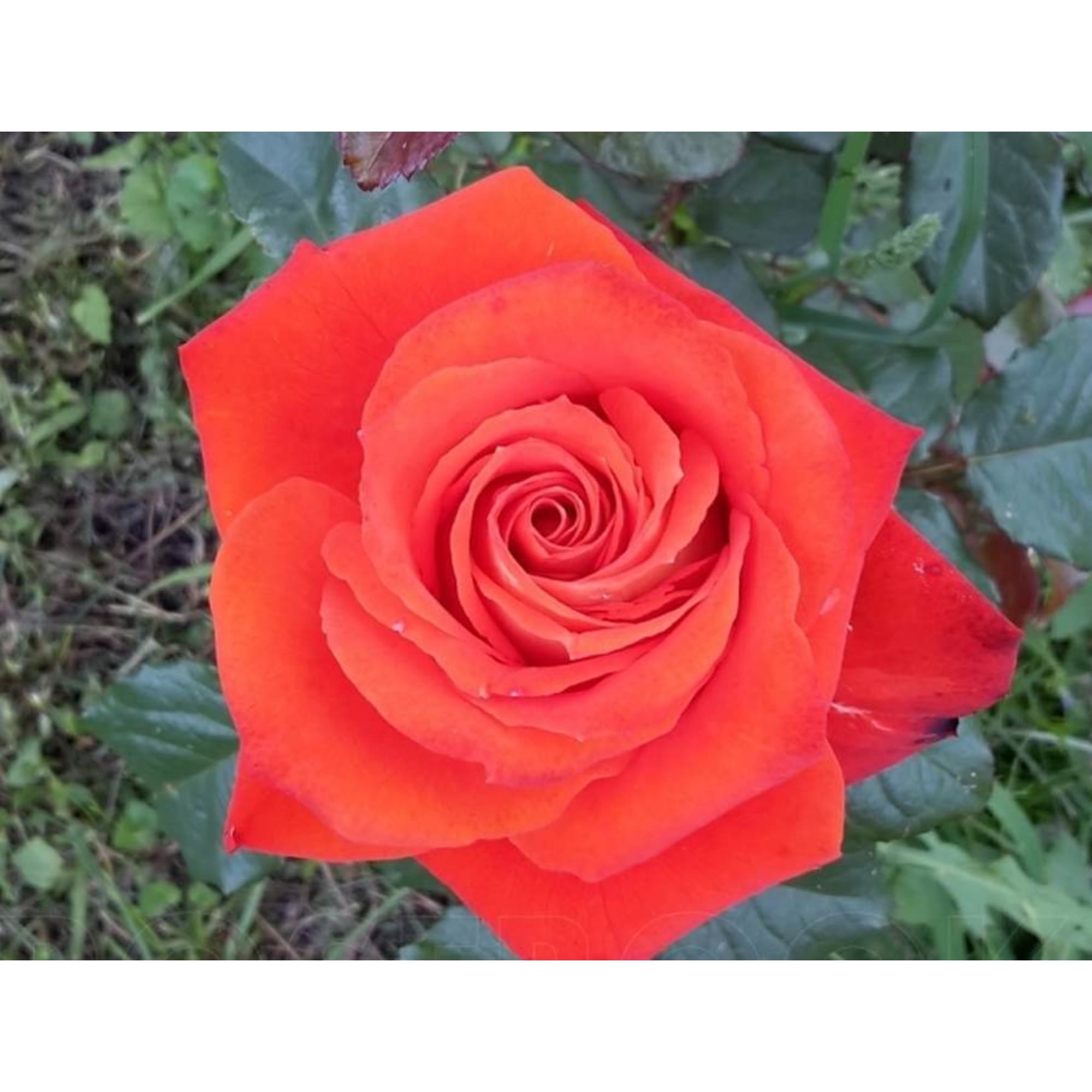 84872851 Роза чайно-гибридная Верано h40 см Santreyd 