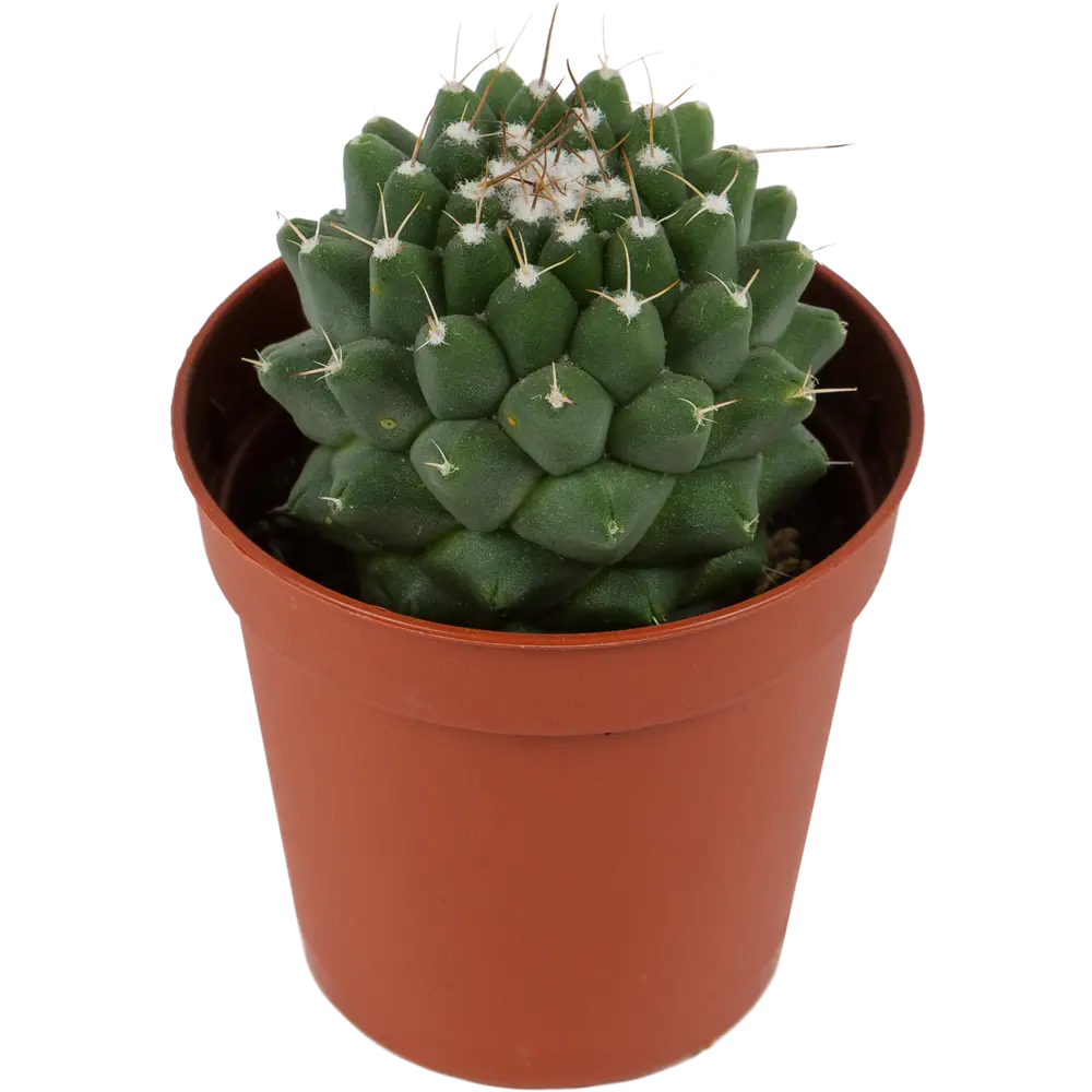 Кактус Mammillaria 5х14 см 11154320 STLM-2102821 Santreyd 