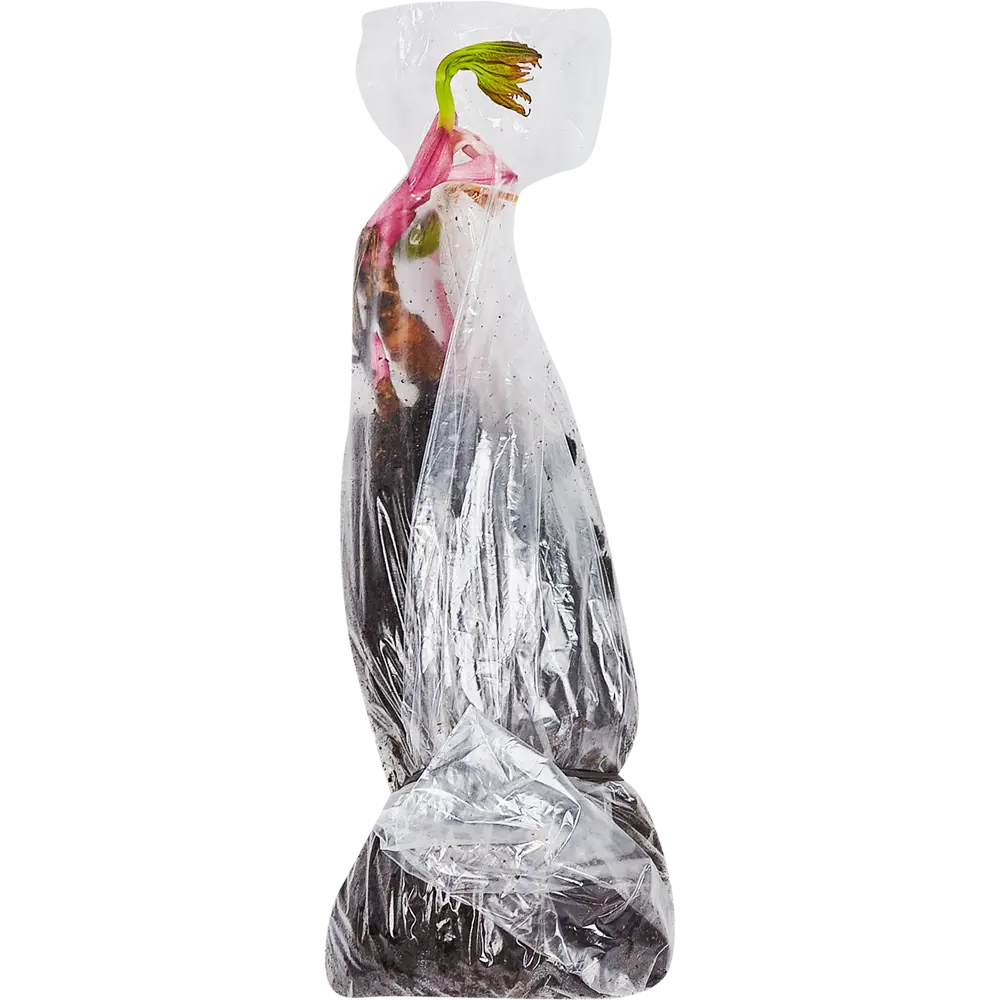 Пион травянистый Золотой амулет в тубе BLOOMING LIFE STLM-2006861 - Вид №1