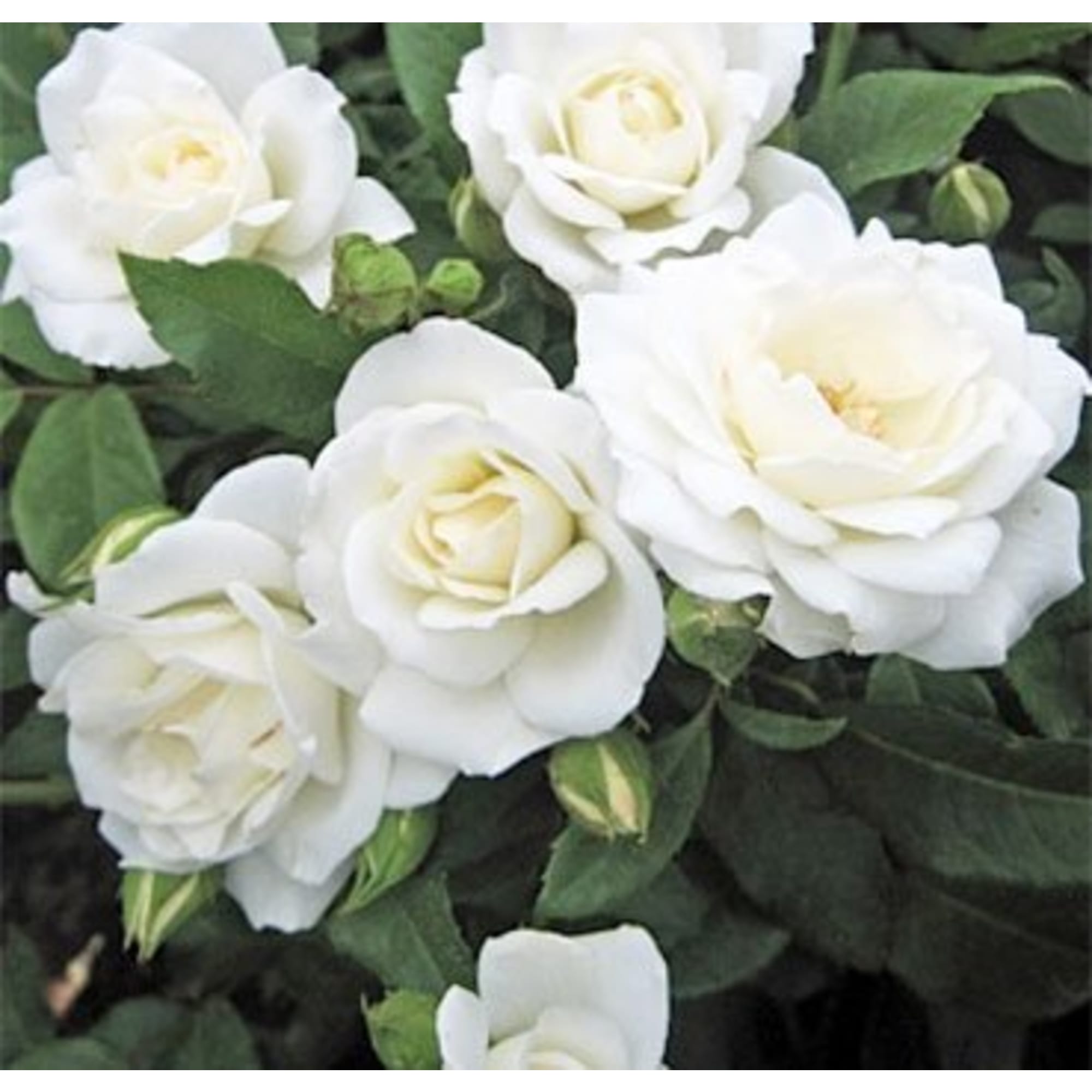 85589153 Роза бордюрная Корснода ø15 h30 см Santreyd 