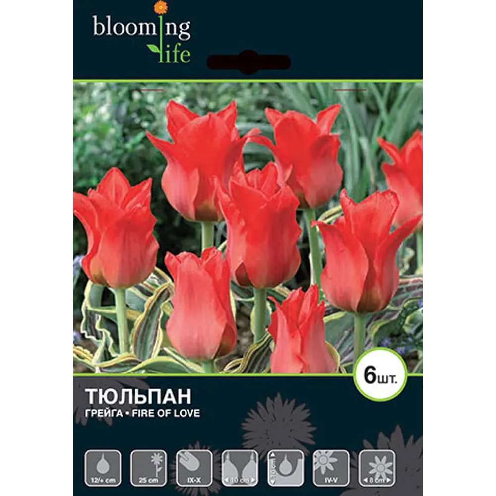 Тюльпан «Файер оф Лав» размер луковицы 12, 5 шт BLOOMING LIFE STLM-2142169