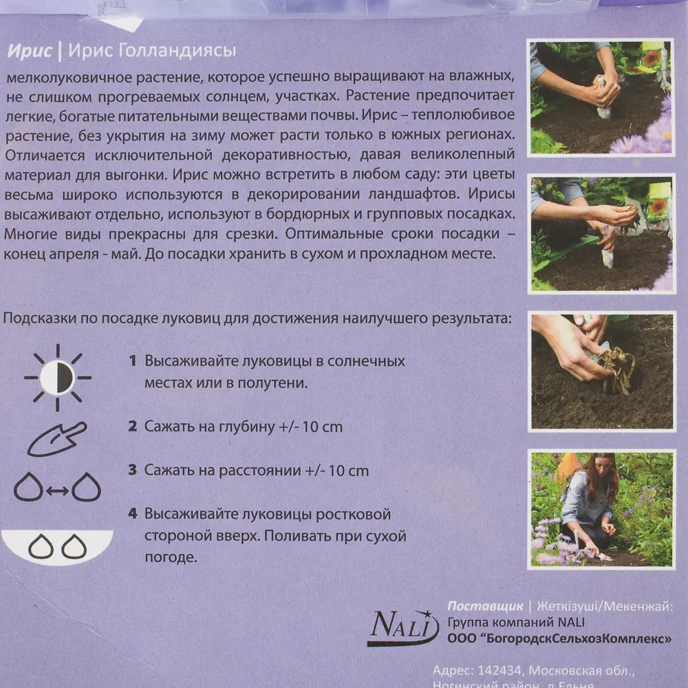 Ирис «Сапфир Бьюти» 6/7 (SAPPHIRE BEAUTY) 81947255 STLM-2072919 Santreyd  - Вид №2