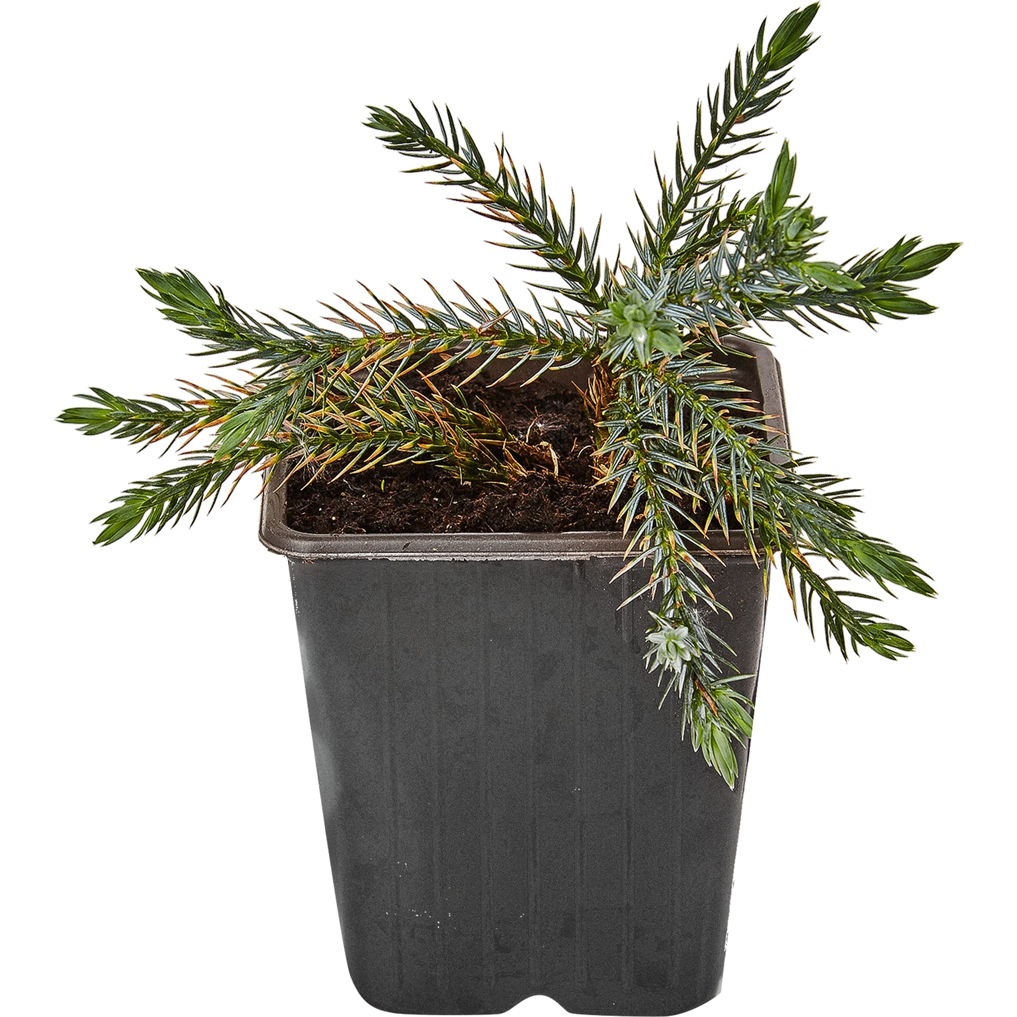 82601673 Можжевельник чешуйчатый «Блю Стар» 9x10 см Santreyd 