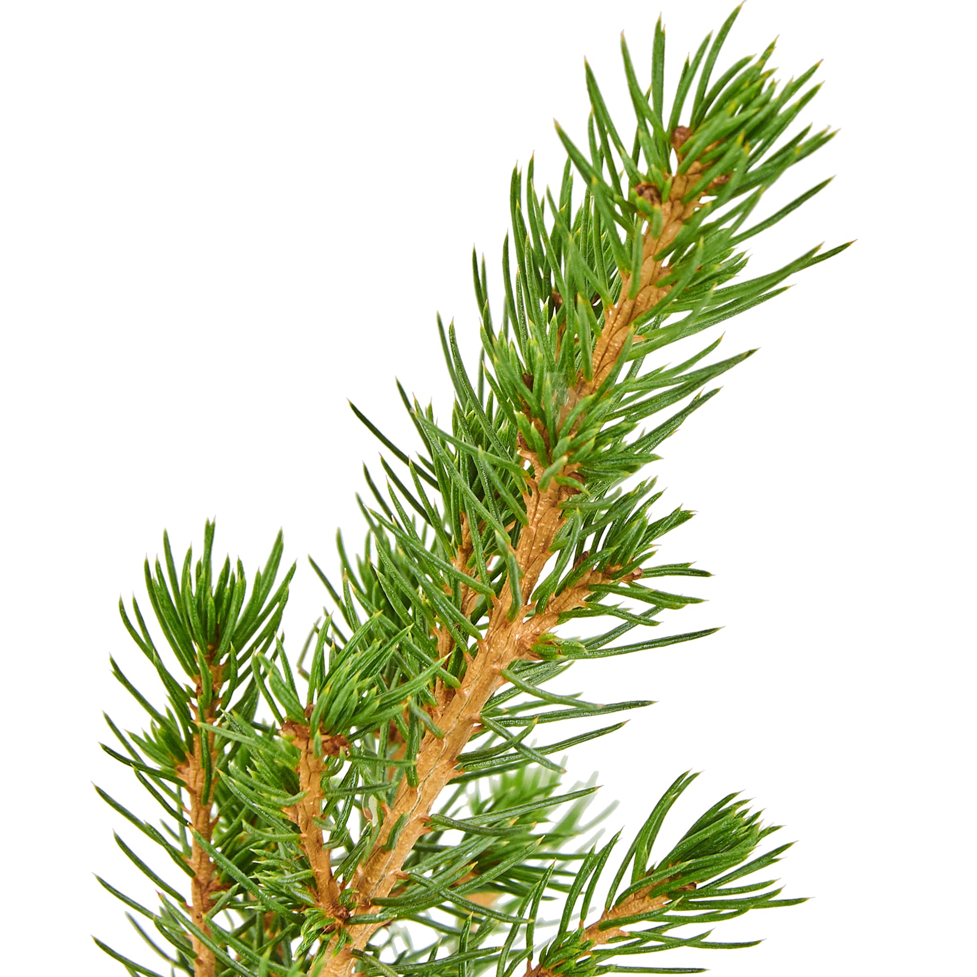 81929473 Ели Глауконика d9 h50, джут Santreyd  - Вид №2