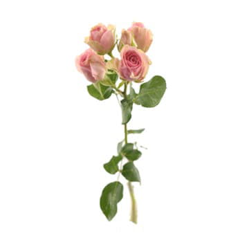 Роза тр динара 70 см Santreyd 24681