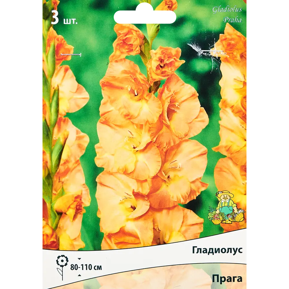 Гладиолус крупноцветковый Прага, 5 шт ПОИСК STLM-2185951