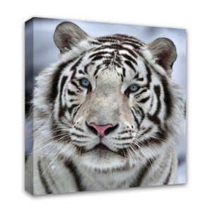 93877885 Картина Бенгальский тигр 1-038, 40х40 см STLM-0601829 СИМФОНИЯ