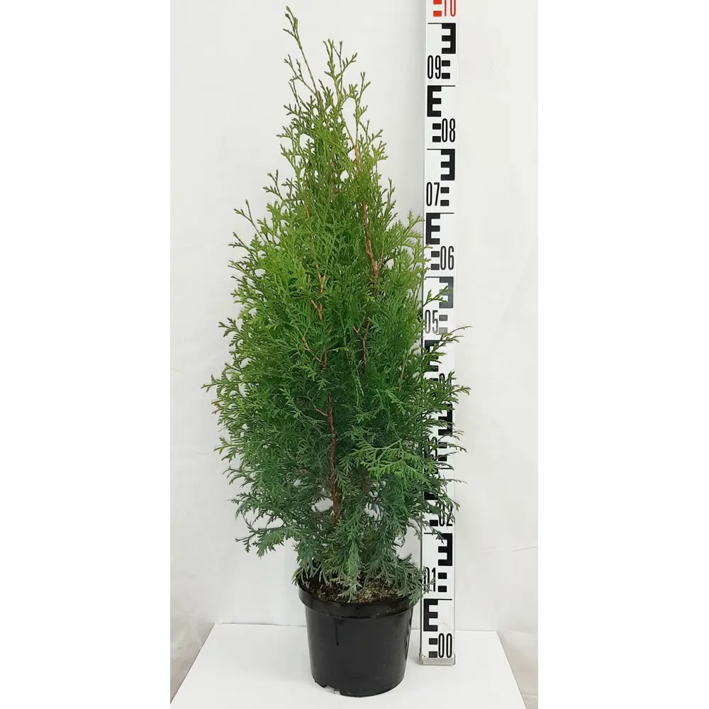 Туя западная «Колумна» 19x30 см ГАВРИШ STLM-2081709