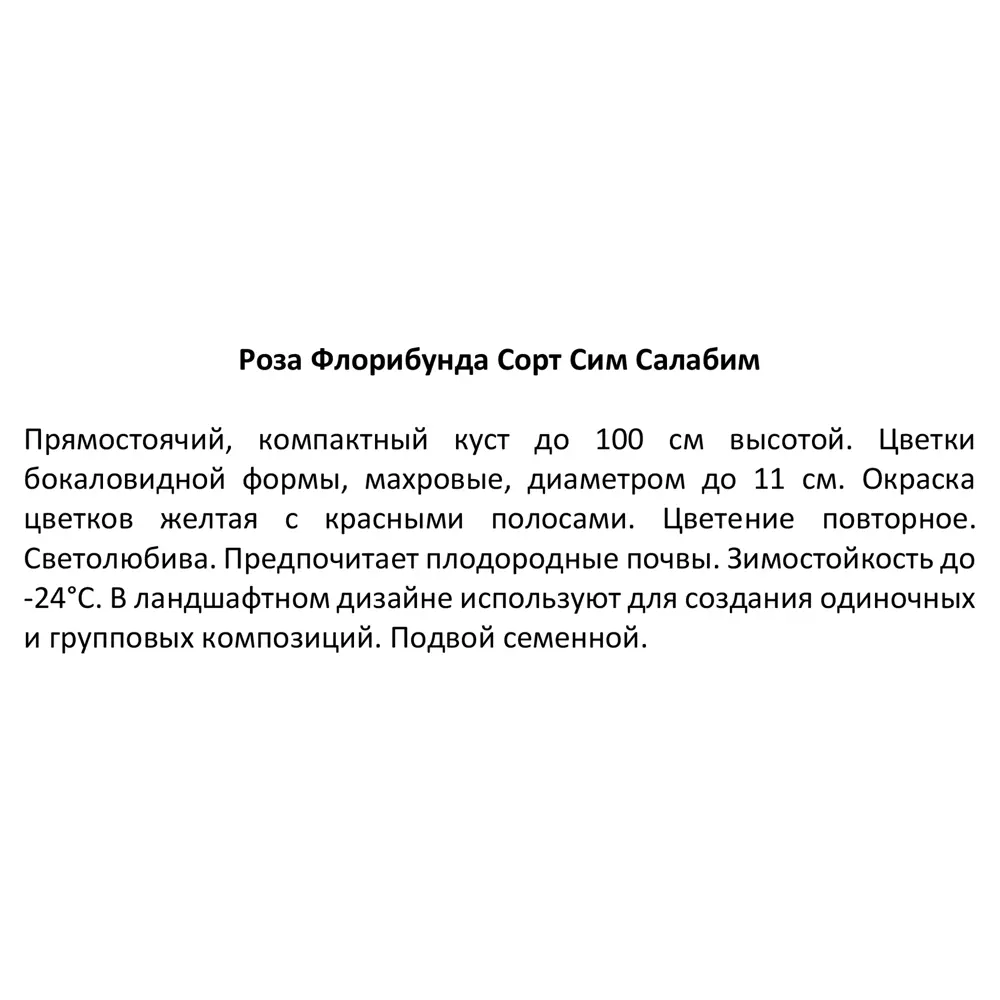 Роза флорибунда Симсалабим ø15 h30 см 85589122 STLM-2206081 Santreyd  - Вид №3