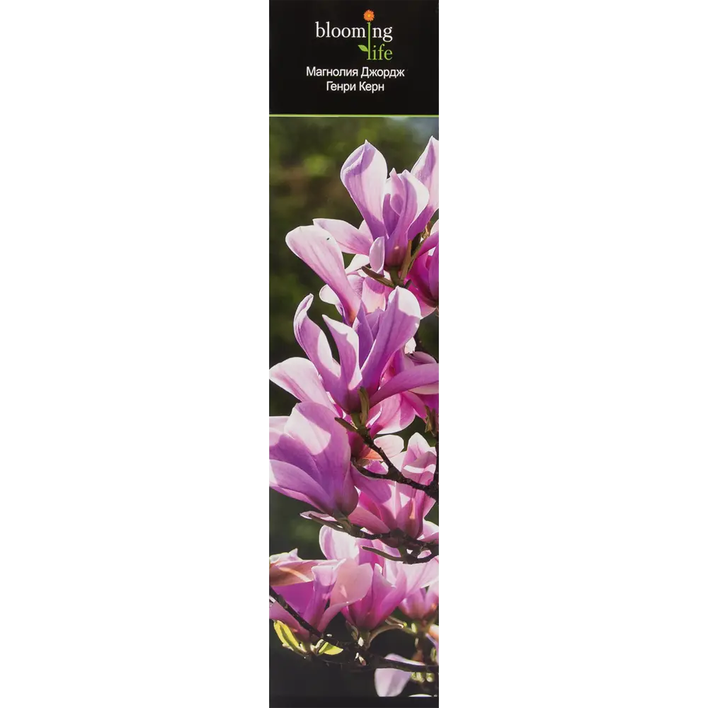 Магнолия Джордж Генри Керн в тубе BLOOMING LIFE STLM-2138208