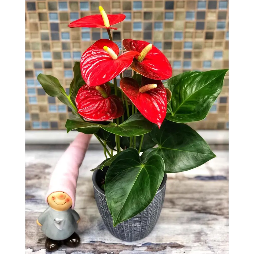 Santreyd Антуриум Андрэ - экзотический цветок-фламинго для вашего интерьера 14447938 STLM-0004953 - Вид №2