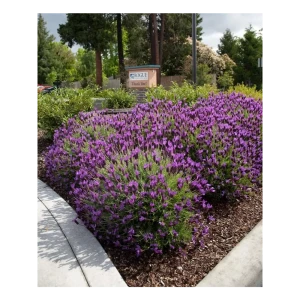 Лаванда узколистная Эллганс Пёрпл h15 см