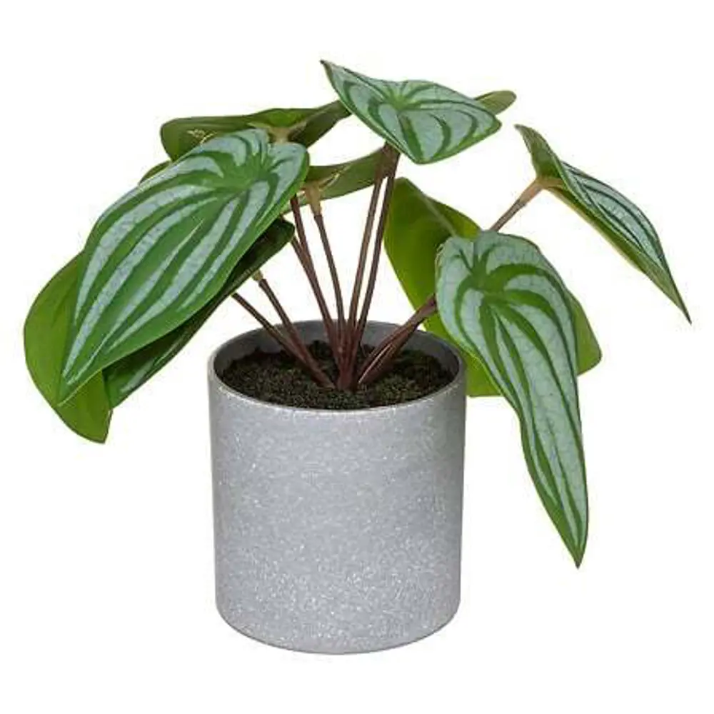 Искусственное растение в пластиковом горшке Atmosphera Калатея D17x18 см микс STLM-2147170 - Вид №3
