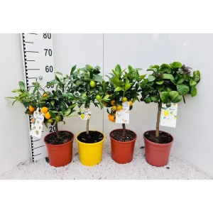 Цитрус микс ø21 h70 см