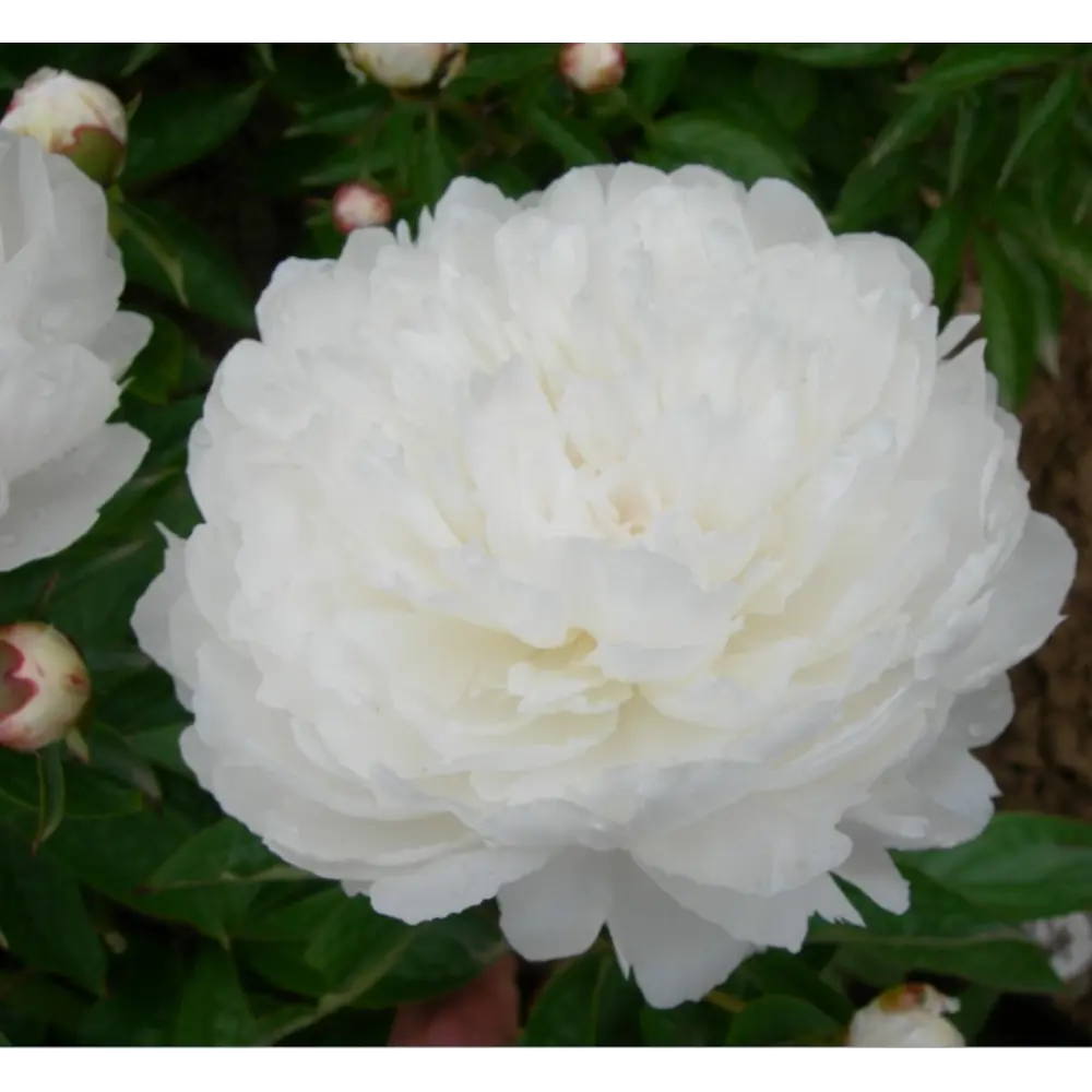 Пион травянистый Зефир в тубе BLOOMING LIFE STLM-2100295 - Вид №1