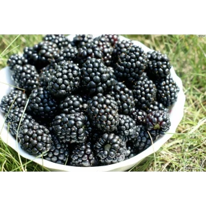 Ежевика «Агавам» C2 высота 30-50 см