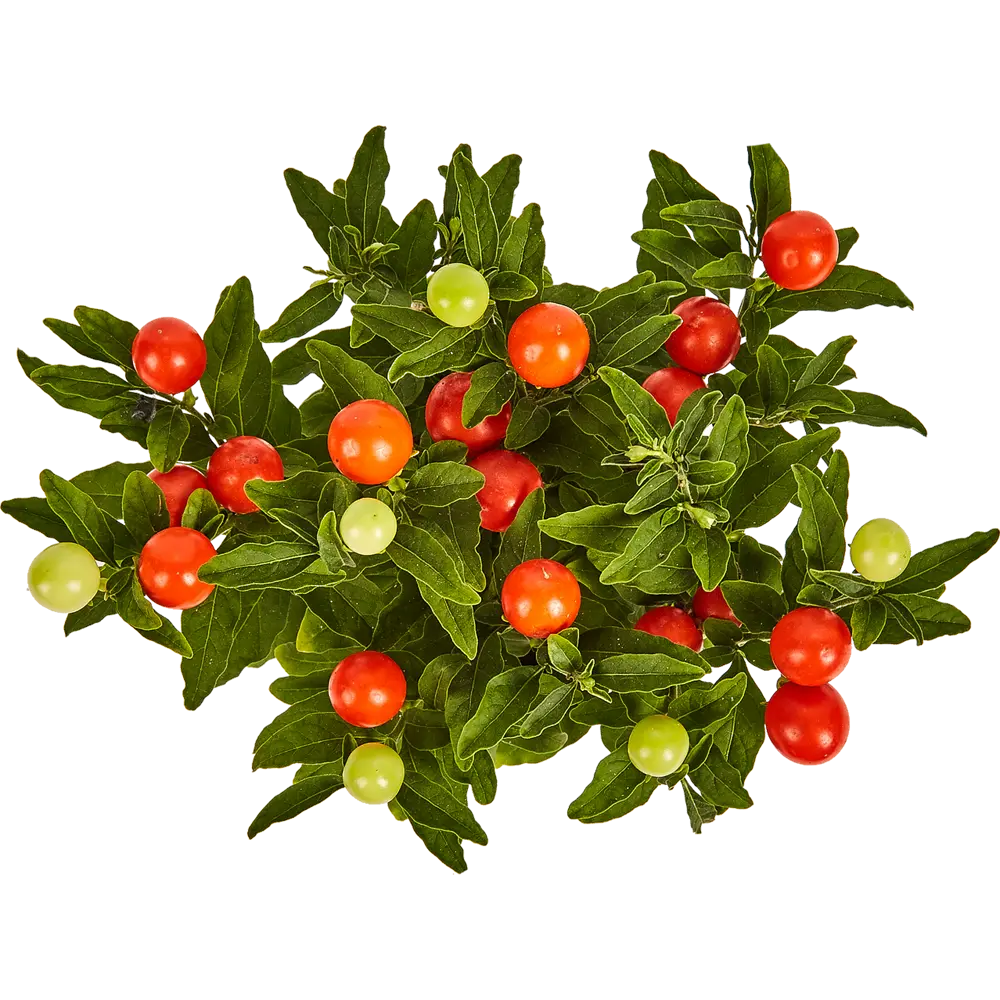 Солянум микс 10.5x25 см Santreyd STLM-2205983 - Вид №1