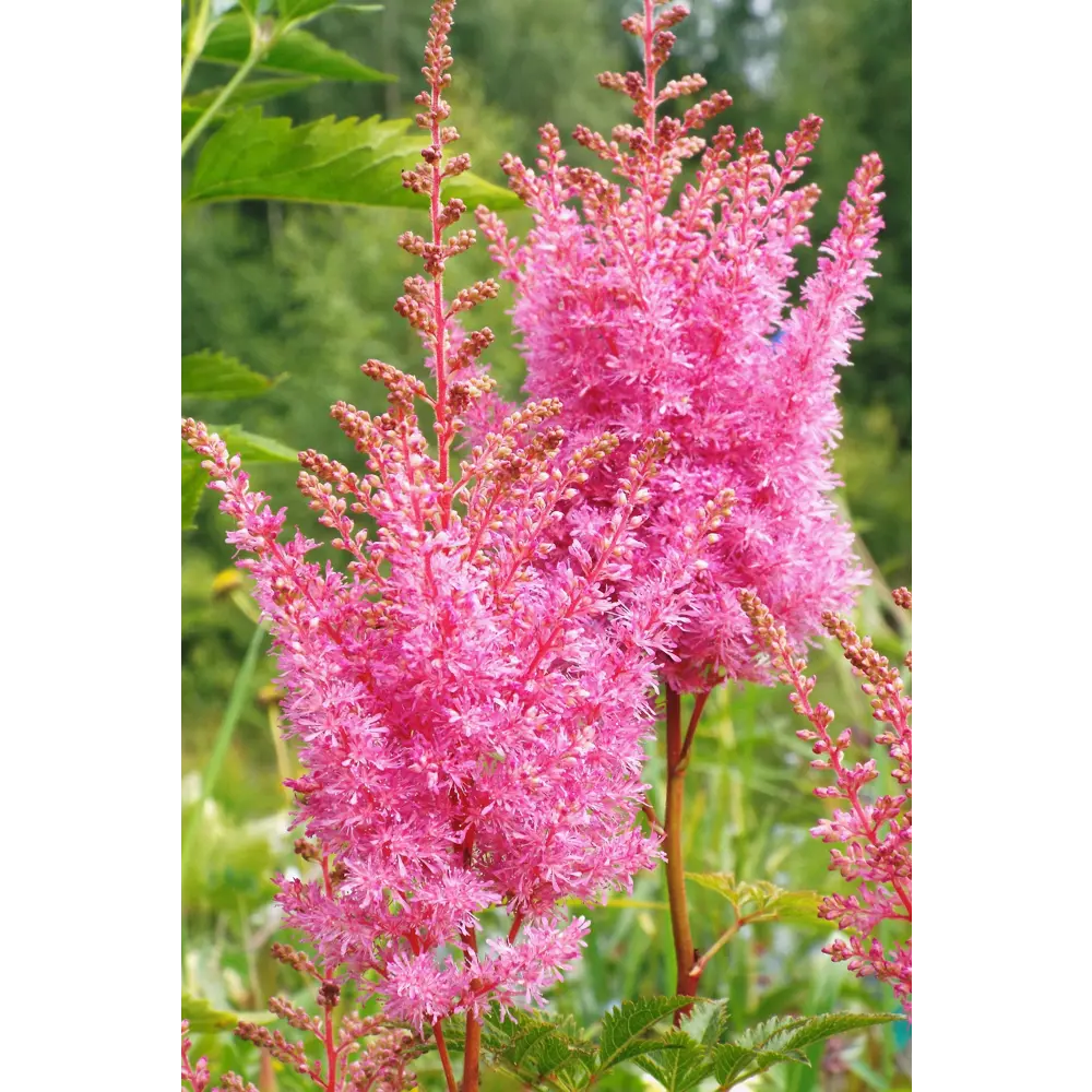 Астильба «Аметист» 15x45 см PLANTMARKET STLM-2173501 - Вид №2