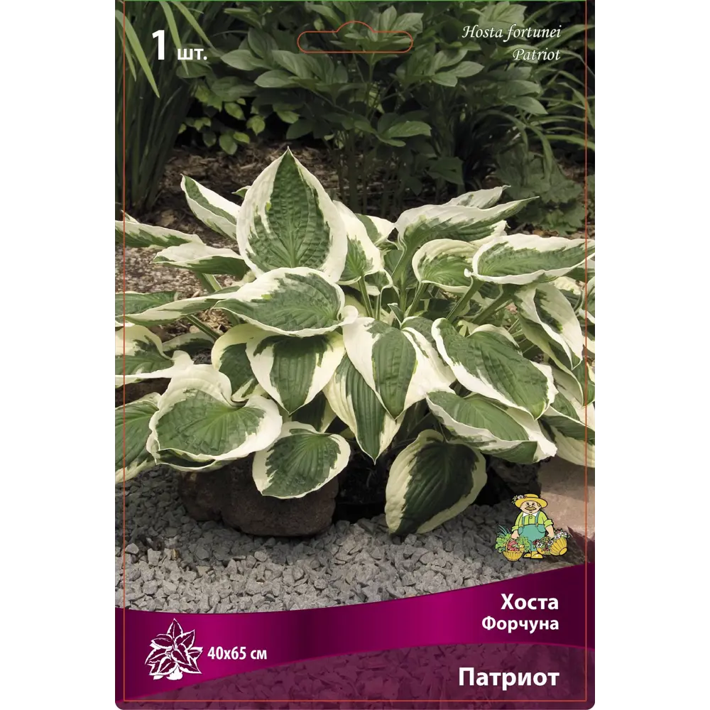 Хоста Форчуна Патриот ПОИСК STLM-2131039