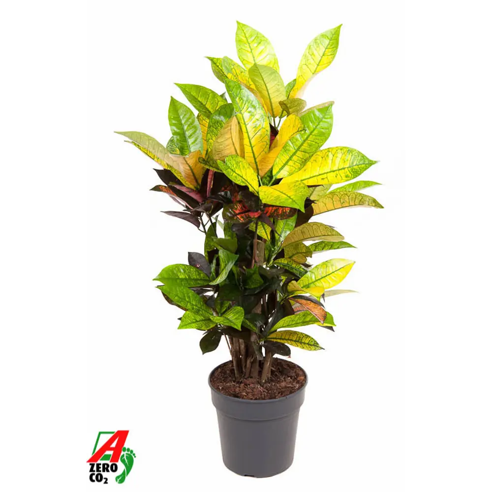 Santreyd Кротон Айстон — декоративный куст с яркой листвой 89390296 STLM-1376674