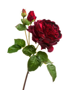 30.11170019BRD Роза Дэвид Остин Роял ветвь бордово-красная Цветочная коллекция