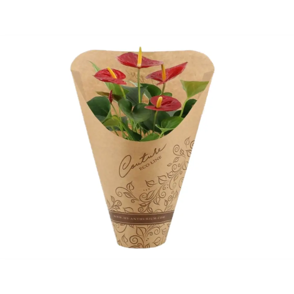 Антуриум Эко микс - комнатное декоративно-лиственное растение 89438754 Santreyd STLM-1585082