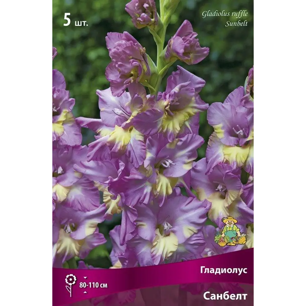 Гладиолус гофрированный Санбелт, 5 шт ПОИСК STLM-2003331