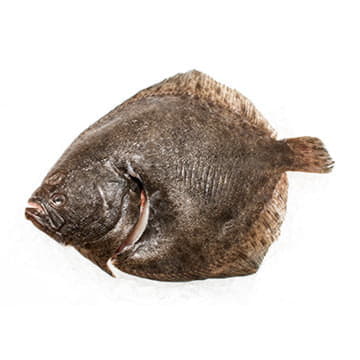 Камбала тюрбо охлажденная 1 - 2 кг Santreyd 24434 - Вид №1