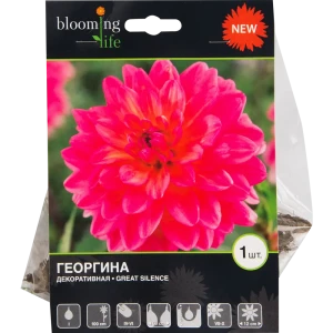 Георгина «Грейт сайленс»