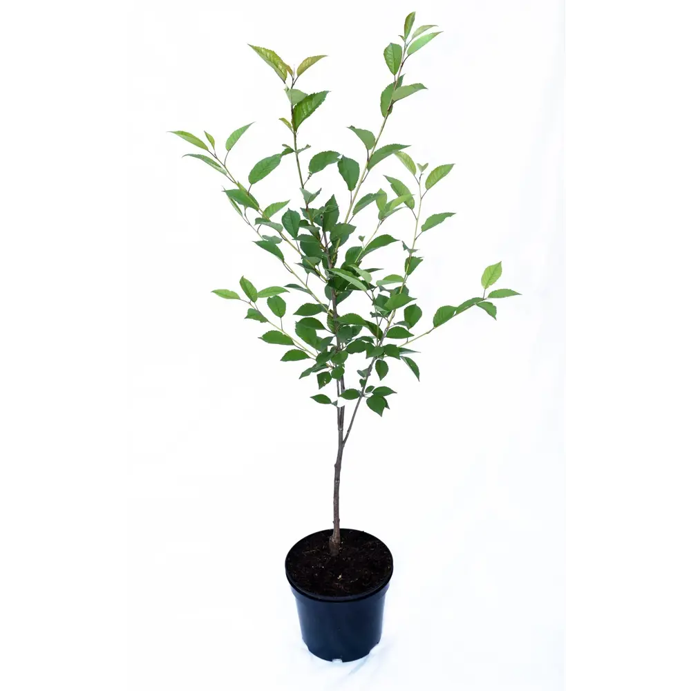 Вишня Морозовка пакет 89465401 STLM-2192150 PLANTMARKET  - Вид №1