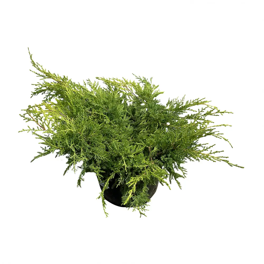 Можжевельник стелящийся, 20-40х20 см, С3 ГАВРИШ STLM-2120392