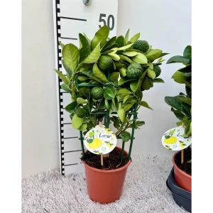 Цитрус Лиметта Пурша Лайм ø15 h45 см