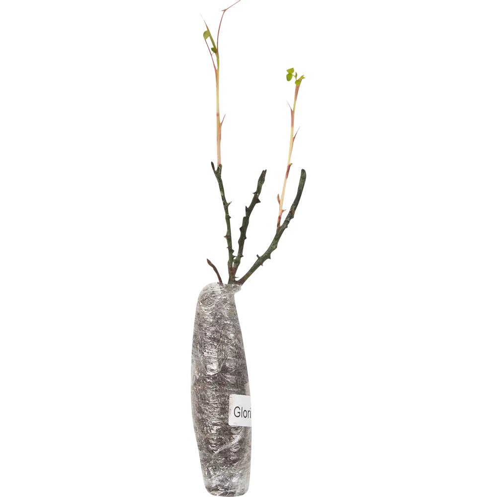 Роза чайно-гибридная Глория Дей в тубе ВСЕ В САД STLM-2177778 - Вид №1