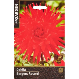 Георгина кактусовая Бергерс Рекорд