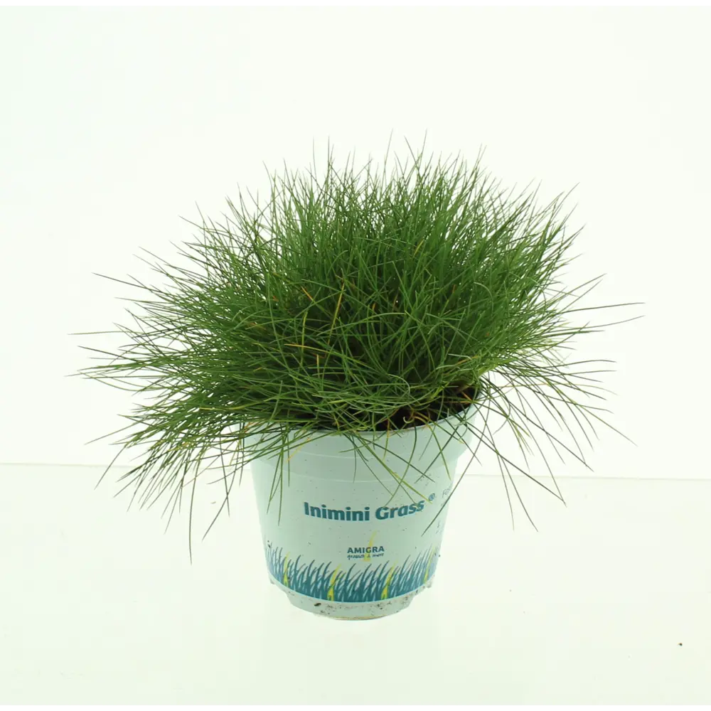 Овсяница Готье Амигрин - декоративный многолетний кустарник 89427893 Santreyd STLM-1583216