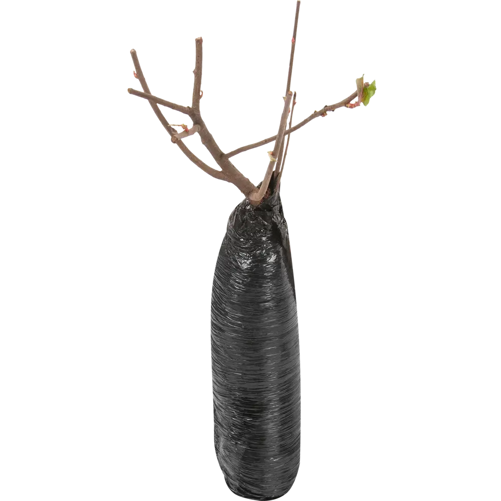 Рябина чёрноплодная Santreyd STLM-2184801