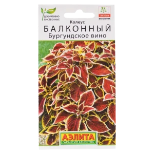 Семена колеуса балконного Бургундское вино - яркий акцент для сада и балкона 89338560