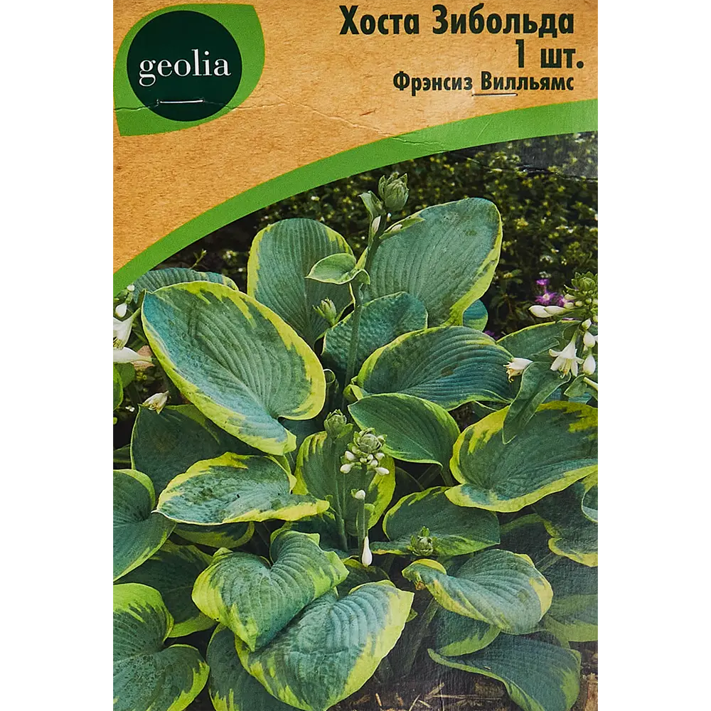 Хоста Зибольда Фрэнсиз Вилльямс Santreyd STLM-2117394