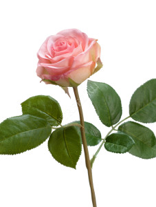 30.0611075LPK Роза Флорибунда Мидл нежно-розовая д-8 см Цветочная коллекция