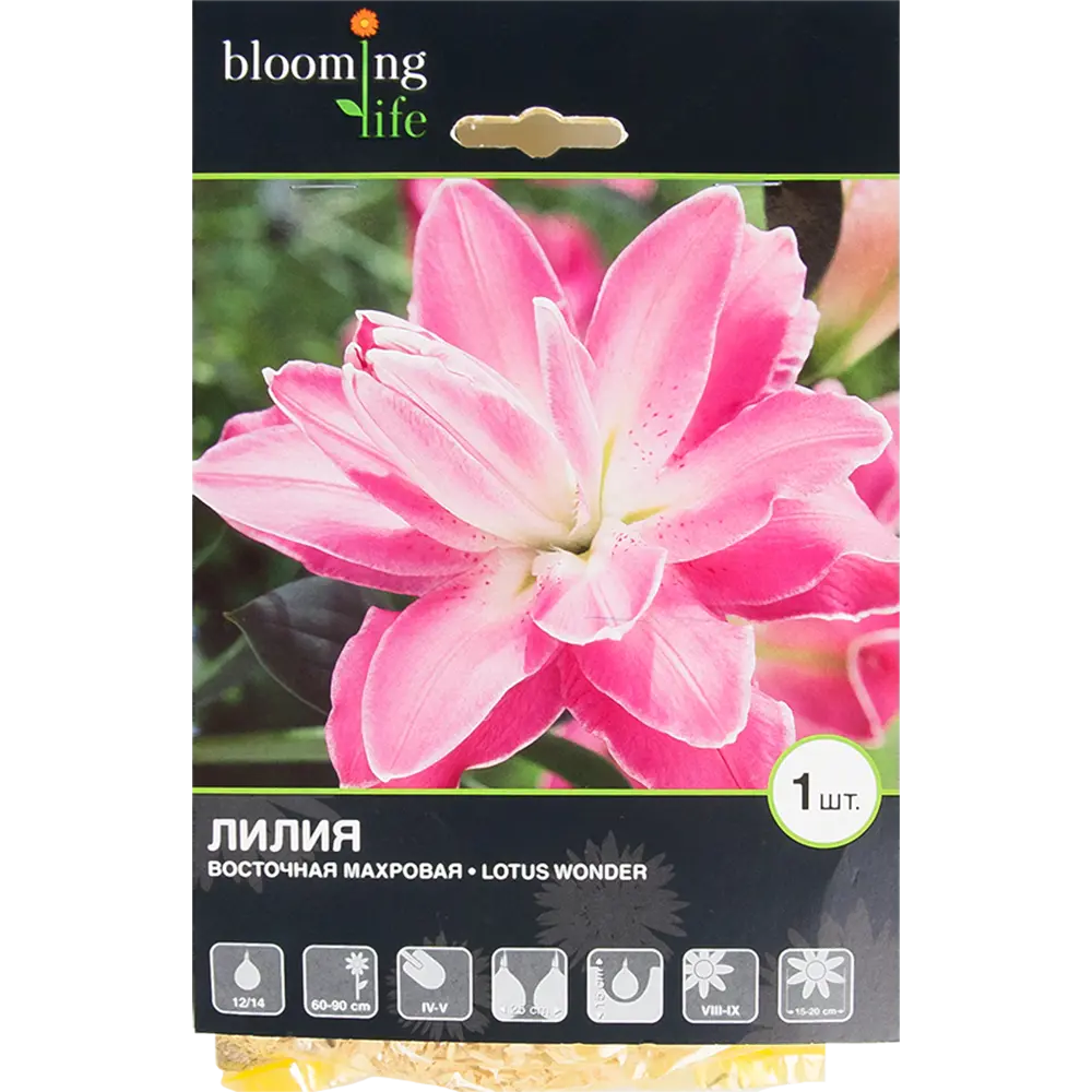 Лилия восточная махровая «Лотус Вандер» BLOOMING LIFE STLM-2038579