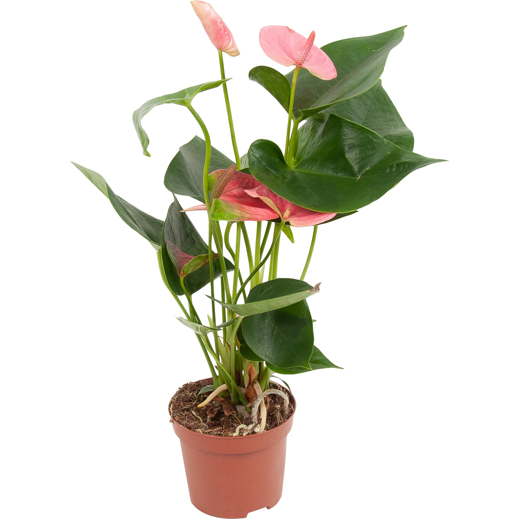 82850407 Антуриум микс 9х30 см Santreyd 