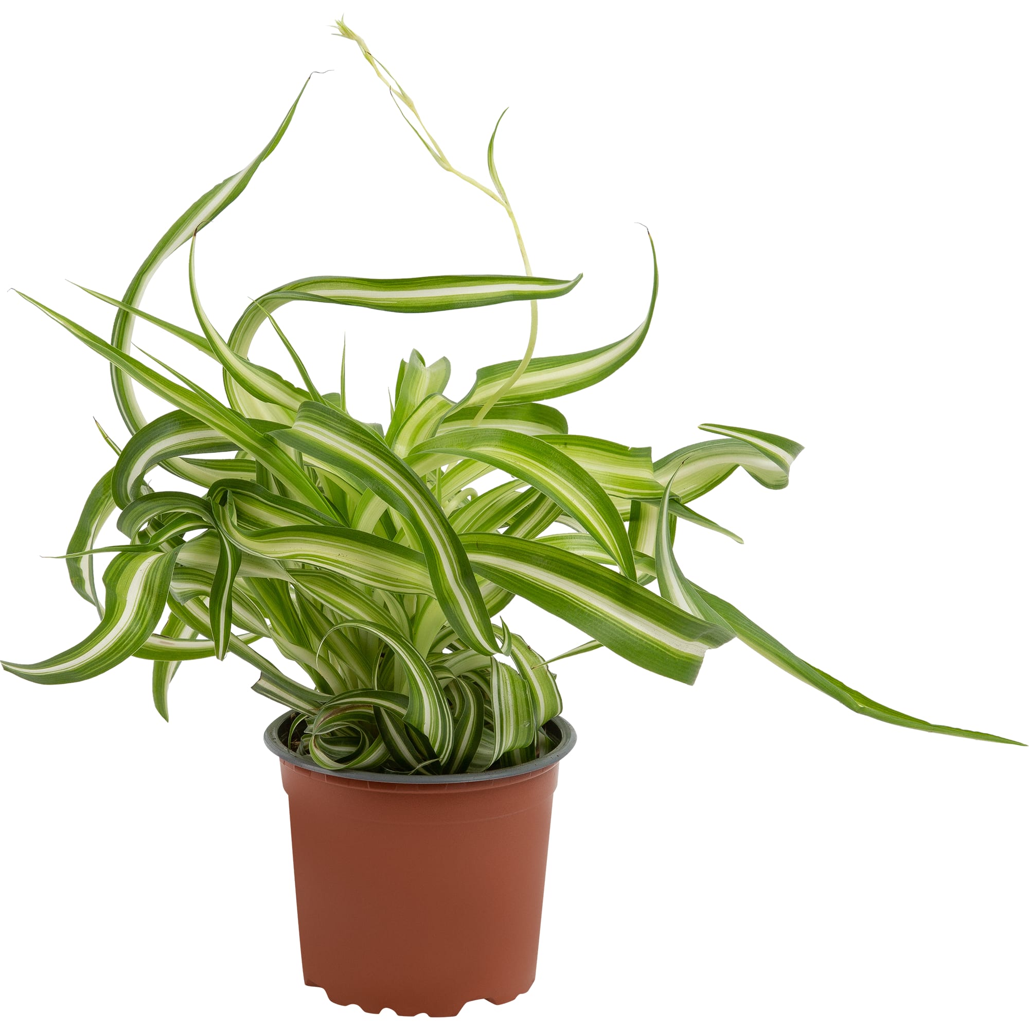 82578745 Хлорофитум комозум бонни d12 h20 Santreyd 