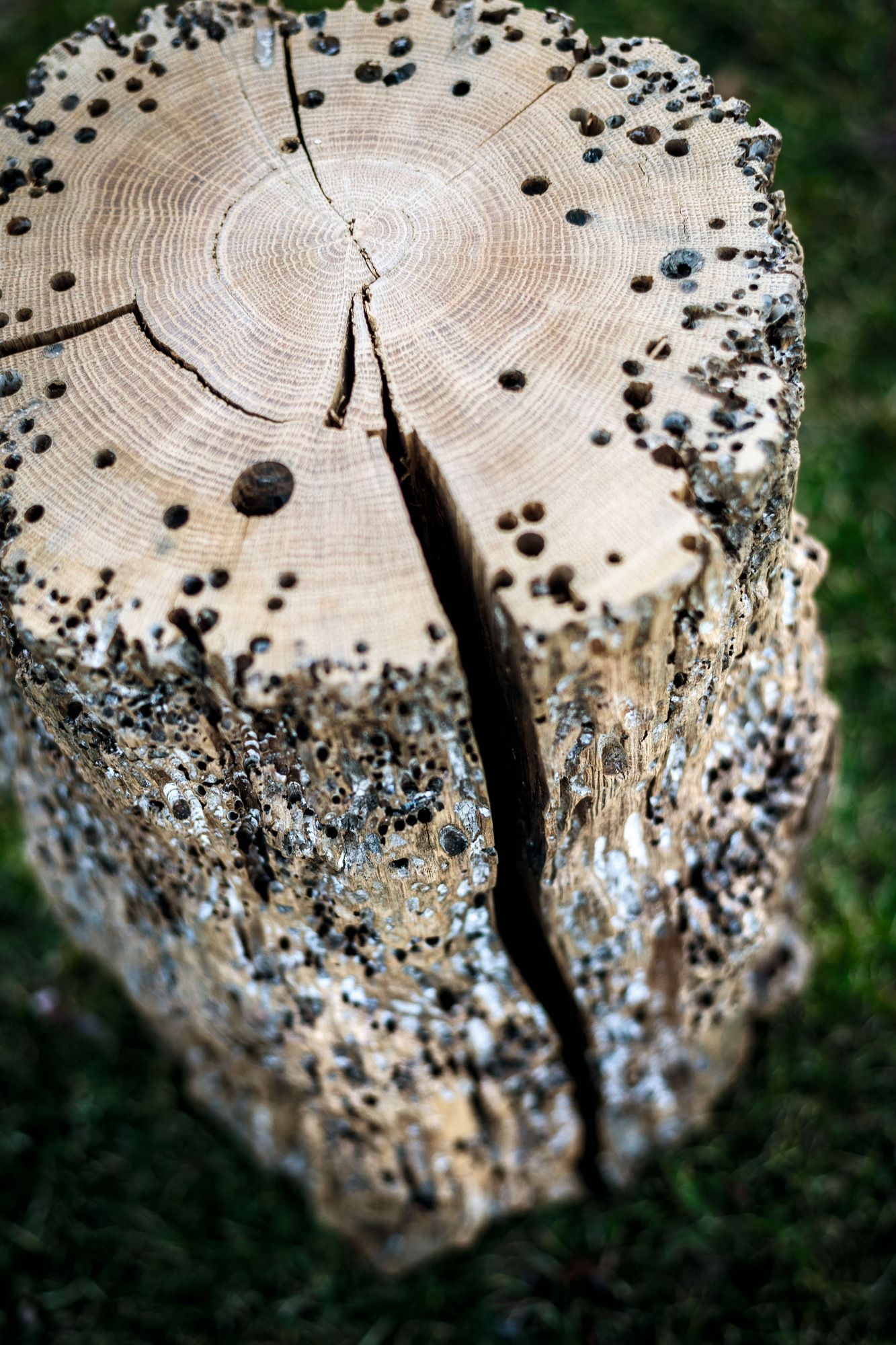 Низкий садовый стул из дерева briccola Riva 1920 BRICOLA VENEZIA STOOL ARCH-00023097 - Вид №3