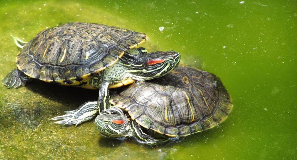 Как определить пол черепахи. Определение пола сухопутных и водоплавающих черепах